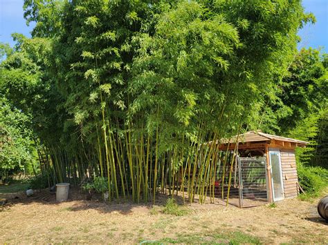Varieties — Bamboo Valley