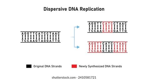 Origin Replication Fork Replication Eukaryotic Cells Stock Vector