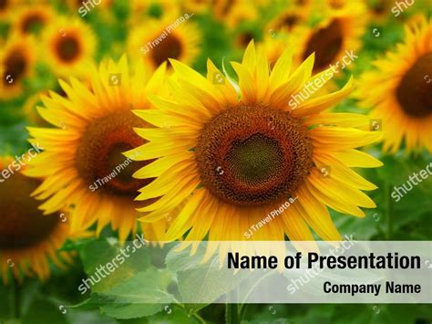 Sunflowers Sunflowers Powerpoint Template Sunflowers Sunflowers