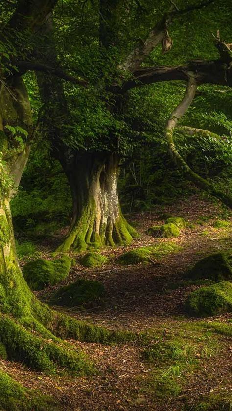 Bing HD Wallpaper Sep 6, 2024: Glenariff Forest Park, Northern Ireland ...