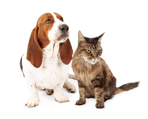 Angry Basset Hound Scowling Stock Photos Free And Royalty Free Stock