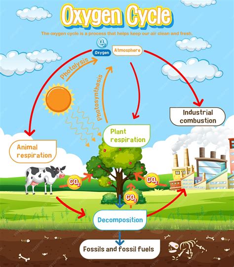 Premium Vector | Oxygen Cycle Diagram for Science Education