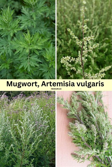 Mugwort Benefits and Proven Medicinal Uses of Mugwort - GardensAll