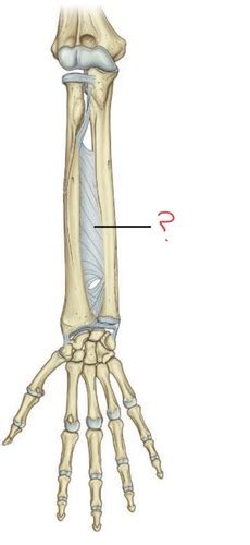 Anatomy Of The Forearm And Wrist Flashcards Quizlet