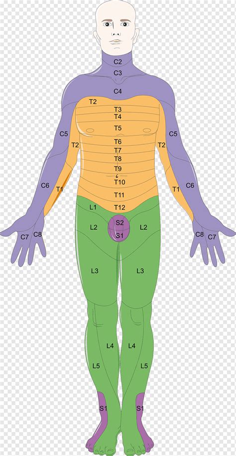 Dermatomes Anatomy And Dermatome Map Kenhub 58 Off