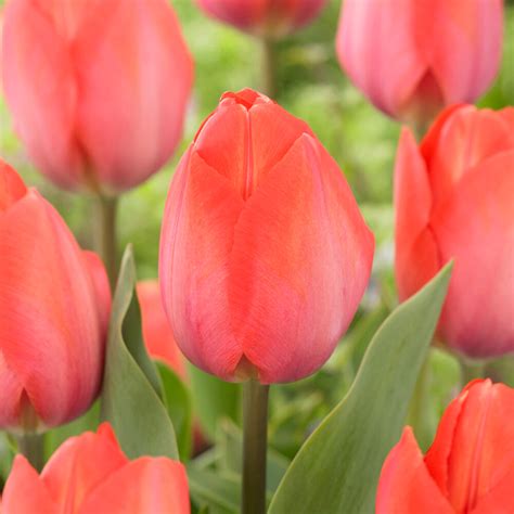 Garden State Bulb Darwin Hybrid Orange Van Eijk Tulip Flower Bulbs 12