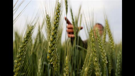 No Impact Of Hot Weather Wheat Production Set To Cross Record