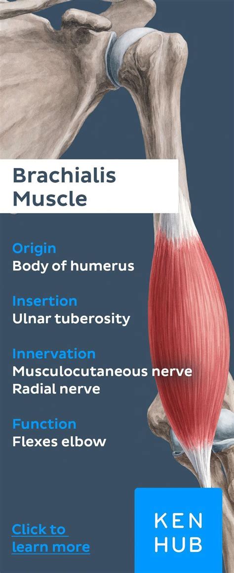 Brachialis muscle | Triceps brachii muscle, Muscle anatomy, Medical anatomy