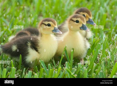 Muscovy Ducklings