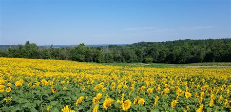 Gorgeous Sunflower Fields Are In Peak Bloom At Branstool Orchards In