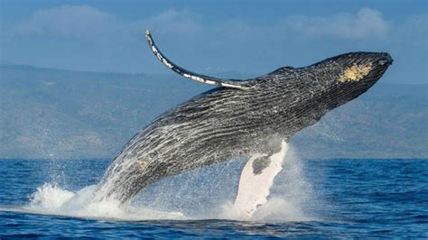 Weekend | Conocé el paraíso de las ballenas jorobadas