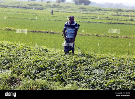 Dhaka Bangladesh Th Feb A Bangladeshi Farmer Sprays