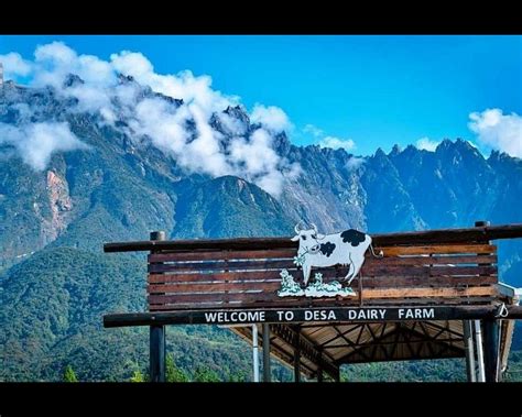 Desa Dairy Cattle Farm Kundasang Entrance Fee