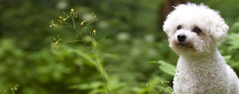 Why Are Bichon Frises Needy - Wag!