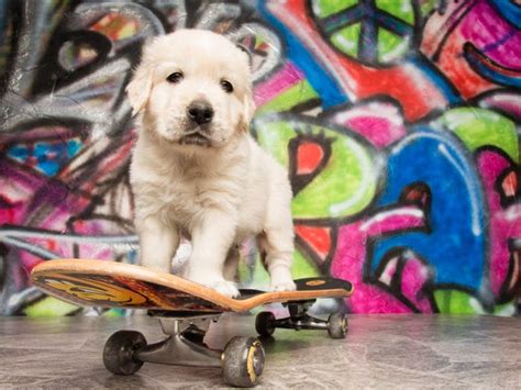 Skateboarding Dogs √ How to Teach a Dog to Skate? How to Choose Best ...