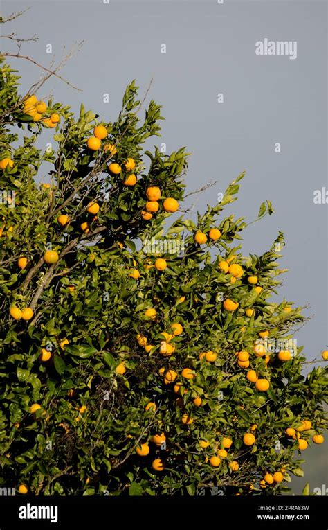 Orange Tree Citrus Sinensis Hi Res Stock Photography And Images Alamy