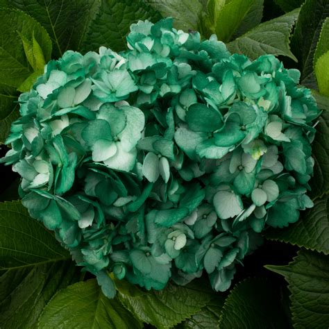 Details Picture Flor Hortensia Verde Abzlocal Mx