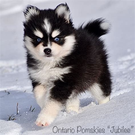 Puppy Adoption Process – Ontario Pomskies & Keurwood Equestrian