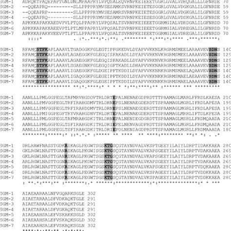 Amino Acid Sequence Alignment Of Sgm 1 Mature Enzyme And Six Putative