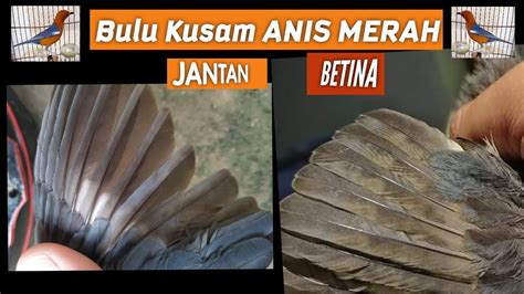 Bulu KUSAM Pada Anis Merah Jantan Dan Betina Tips Akurat Dlm