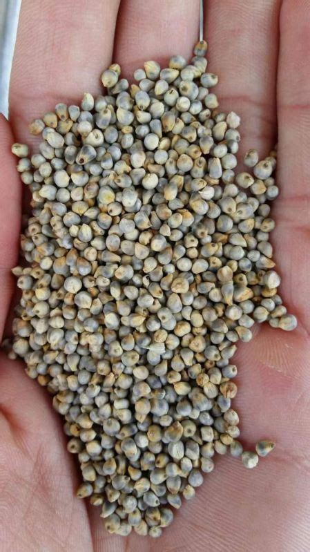 Pearl Millet For Cooking Cattle Feed At Rs In Rajkot Id