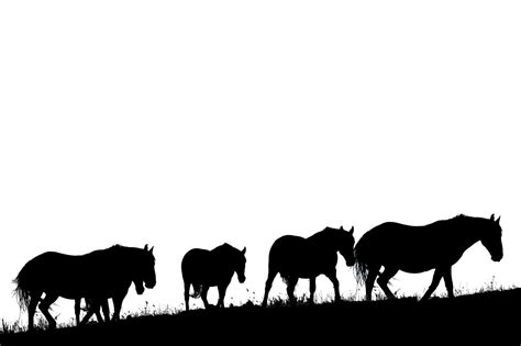 Download Animals Horses Wild Royalty-Free Stock Illustration Image ...