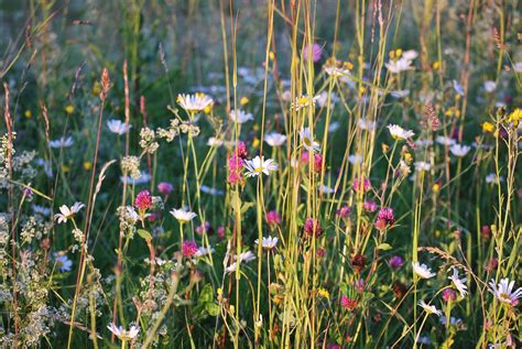 Sommerwiese Blumen Natur Kostenloses Foto Auf Pixabay Pixabay