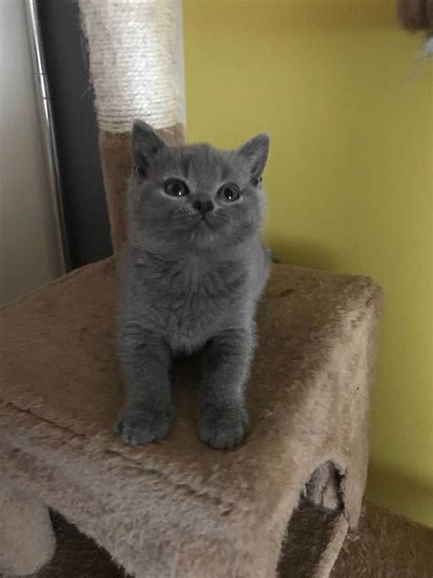 Blue British Shorthair Kittens | British shorthair kittens, Grey kitten, British blue kitten