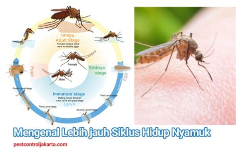 Mengenal Lebih Jauh Siklus Hidup Nyamuk Fumida