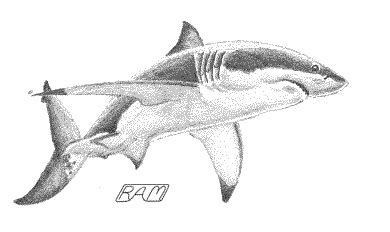 Bull Shark Sketch at PaintingValley.com | Explore collection of Bull ...