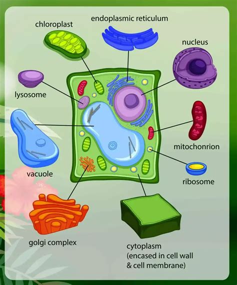 Plant Cell Vacuole