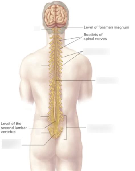 SPINAL CORD Diagram Quizlet