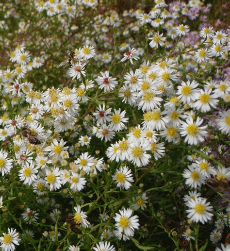 Gärtnerei StaudenSpatz Myrten Aster Schneegitter Symphyotrichum