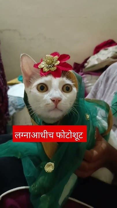 लग्नाआधीचं फोटोशूट🤣🤣 हसुन हसुन मुतखडा बाहेर येईल 😂बंडुबबडी Cat Funny