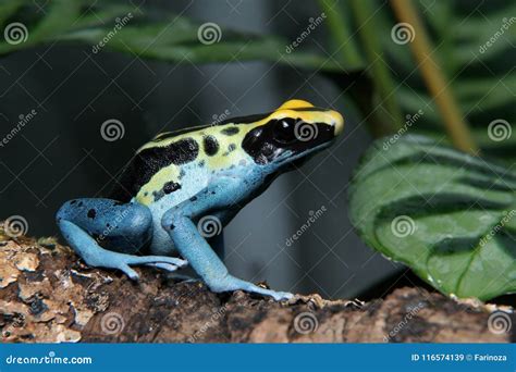 Patricia Dyeing Poison Dart Frog Dendrobates Tinctorius Stock Image