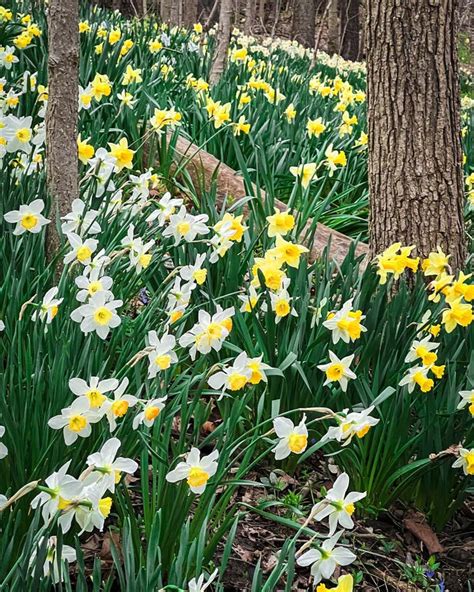 Daffodils Blooming In The Woods Stock Image Image Of Fragility