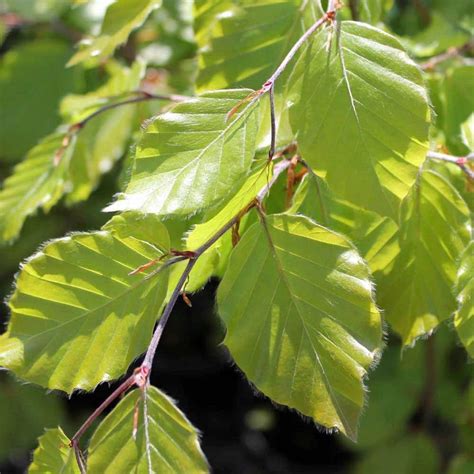 Buy Beech Hedging Fagus Sylvatica Hedges Direct Uk