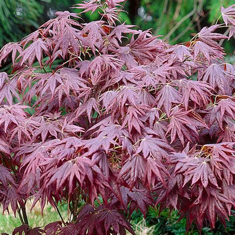 Buy Acer Palmatum Atropurpureum Japanese Le Deciduous Potted Trees