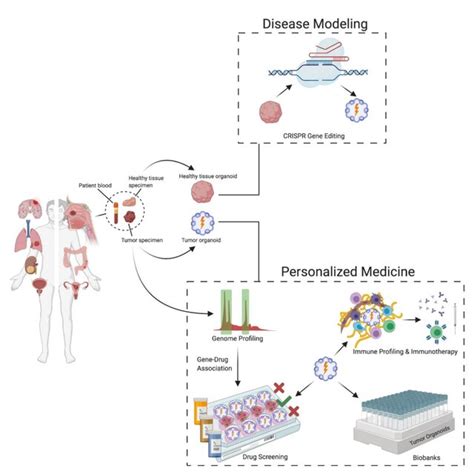 Potential Applications Of Patient Derived Organoids Pdos Pdos Can Be