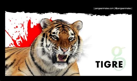 Top Imagen Tigre En El Desierto De Los Leones Abzlocal Mx