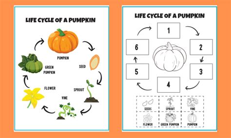 Life Cycle Of A Pumpkin Worksheet Free