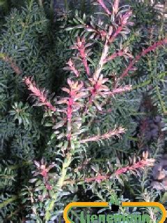 Podocarpus Lawrencei Red Tip Baumschule Lienemann