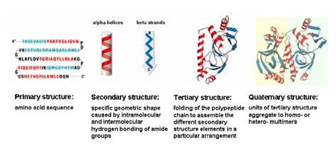 The four levels of protein structure. | Download Scientific Diagram