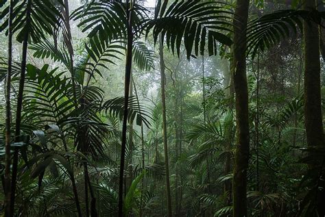 Why It Is Important To Save Our Tropical Rainforests - WorldAtlas