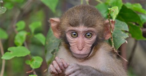 Baby Macaque Monkey · Free Stock Photo