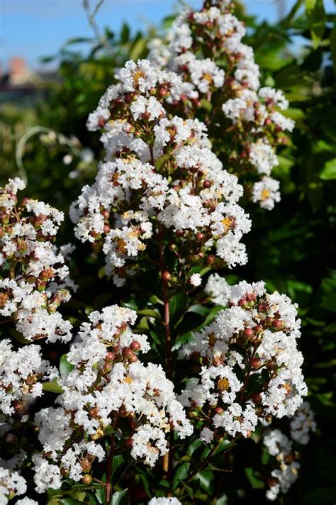 Lagerstroemia Indica Neige D Ete R Minier Solution Pro