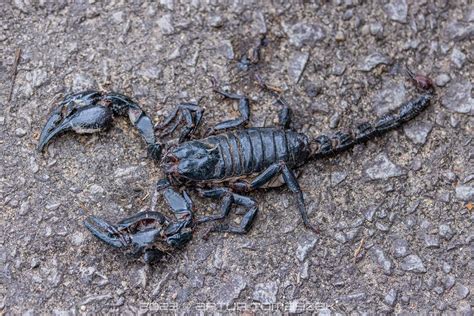 Heterometrus Spinifer Inglourious Reptiles Flickr