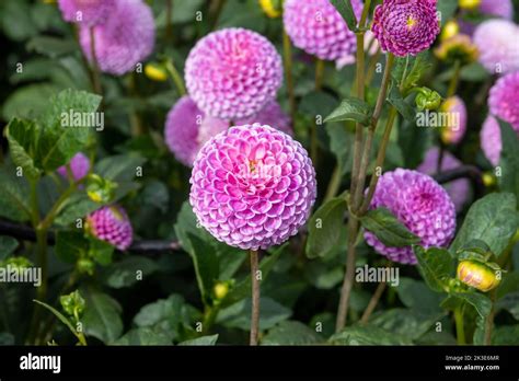 Pretty Bright Pink Pompom Flowers Of Franz Kafka Dahlia Stock Photo Alamy