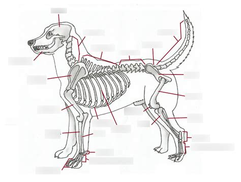 Dog skeletal system Diagram | Quizlet