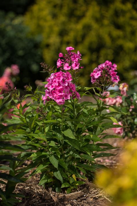 Bubblegum Pink Dwarf Garden Phlox Plant Library Pahls Market